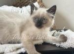 Brutus RESERVED - Balinese Cat For Sale - CA&comma; US