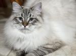 Landon - Siberian Cat For Sale - North Port&comma; FL&comma; US