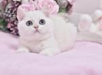 Roma - British Shorthair Cat For Sale - Hollywood&comma; FL&comma; US
