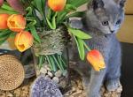 Michael - Scottish Straight Cat For Sale - New York&comma; NY&comma; US