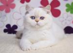 Olivia - British Shorthair Cat For Sale - Hollywood&comma; FL&comma; US