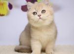 Fiolenta - British Shorthair Cat For Sale - Hollywood&comma; FL&comma; US