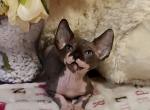 Jackson - Sphynx Cat For Sale - Pembroke Pines&comma; FL&comma; US