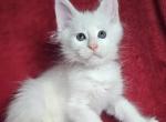 Raphael - Maine Coon Cat For Sale - Hollywood&comma; FL&comma; US