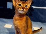 Kitty - Abyssinian Cat For Sale - Pembroke Pines&comma; FL&comma; US