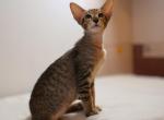 Aramis - Oriental Cat For Sale - Pembroke Pines&comma; FL&comma; US