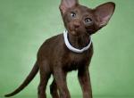 Dakota - Oriental Cat For Sale - Pembroke Pines&comma; FL&comma; US