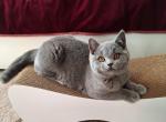 Solomon1 - British Shorthair Cat For Sale - Hollywood&comma; FL&comma; US