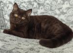 Kristi - British Shorthair Cat For Sale - Hollywood&comma; FL&comma; US