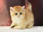 Richard1 - British Shorthair Cat For Sale - Hollywood&comma; FL&comma; US