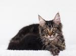 Xstar - Maine Coon Cat For Sale - Brooklyn&comma; NY&comma; US
