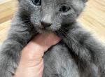 Gray Siamese mix - Domestic Cat For Sale - Leominster&comma; MA&comma; US
