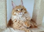 Daniela - Maine Coon Cat For Sale - Charlotte&comma; NC&comma; US
