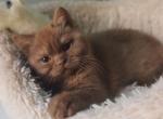 Rolanda - British Shorthair Cat For Sale - Hollywood&comma; FL&comma; US
