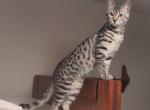 F3 Savannah Dark Silver Female Available Now - Savannah Cat For Sale - New Holland&comma; PA&comma; US