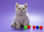 Ofelia - British Shorthair Cat For Sale - Grayslake&comma; IL&comma; US