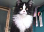 Paul - Maine Coon Cat For Sale - Grayslake&comma; IL&comma; US