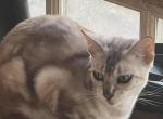 Minnie Mouse - Bengal Cat For Sale - PA&comma; US