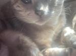 Zeus - Bengal Cat For Sale - PA&comma; US