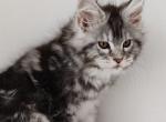 Briz Polydactyl - Maine Coon Cat For Sale - Hollywood&comma; FL&comma; US