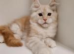 Bantik Polydactyl - Maine Coon Cat For Sale - Hollywood&comma; FL&comma; US