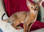 Kent - Abyssinian Cat For Sale - Pembroke Pines&comma; FL&comma; US