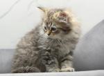 Spruce of RomanovCats - Siberian Cat For Sale - Ashburn&comma; VA&comma; US