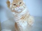 Cowboy - Maine Coon Cat For Sale - Charlotte&comma; NC&comma; US