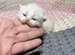 Moshi - Minuet Cat For Sale - West Branch&comma; MI&comma; US