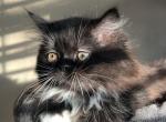 Cinnamon - Ragdoll Cat For Sale - Hamtramck&comma; MI&comma; US