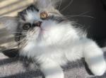 Rosie - Ragdoll Cat For Sale - Hamtramck&comma; MI&comma; US