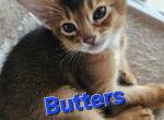 Peanut Butter and Jelly - Abyssinian Cat For Sale - Hutchinson&comma; KS&comma; US
