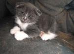 Manx Scottish Fold Polydactyl Male - Manx Cat For Sale - Mokelumne Hill&comma; CA&comma; US