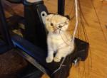 Scottish Fold female - Scottish Fold Cat For Sale - Mokelumne Hill&comma; CA&comma; US