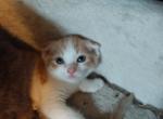 Scottish Fold Red Male - Scottish Fold Cat For Sale - Mokelumne Hill&comma; CA&comma; US