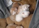 Flame Point Scottish Straight Polydactyl - Siamese Cat For Sale - Mokelumne Hill&comma; CA&comma; US