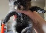 Black and Red Exotic Shorthair - Exotic Cat For Sale - Cumming&comma; GA&comma; US