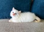 Viking - Ragdoll Cat For Sale - Los Angeles, CA, US