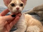 Ume - Devon Rex Cat For Sale - Philadelphia&comma; PA&comma; US
