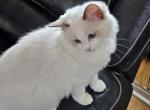 Belle  SOLD - Ragdoll Cat For Sale - Orange&comma; VA&comma; US