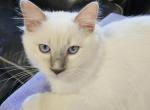 Aila - Ragdoll Cat For Sale - Orange&comma; VA&comma; US