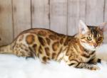 Warsaw - Bengal Cat For Sale - Arvada&comma; CO&comma; US