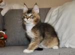 Ramsey - Maine Coon Cat For Sale - Hollywood&comma; FL&comma; US