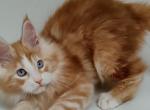 Amir Polydactyl - Maine Coon Cat For Sale - Hollywood&comma; FL&comma; US