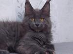 Zevs - Maine Coon Cat For Sale - Hollywood&comma; FL&comma; US