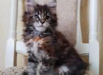 Ranya - Maine Coon Cat For Sale - Hollywood&comma; FL&comma; US