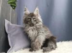 Yaandex - Maine Coon Cat For Sale - Hollywood&comma; FL&comma; US