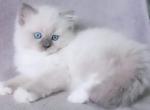 Gustav - Ragdoll Cat For Sale - Miami&comma; FL&comma; US