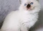 Galaxy - Ragdoll Cat For Sale - Miami&comma; FL&comma; US