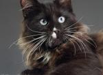 Valentin - Maine Coon Cat For Sale - Grayslake&comma; IL&comma; US
